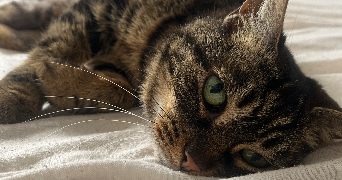 alice pet sitter à Hauts de Bienne 39400_4
