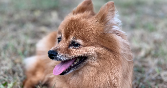 alyssia pet sitter à LEVALLOIS PERRET 92300_3