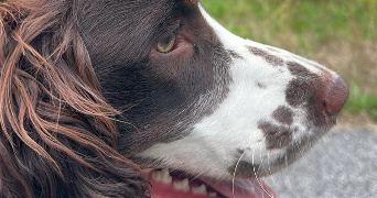 laura pet sitter à MEULERS 76510_7