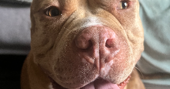 solene pet sitter à VILLEURBANNE 69100_2