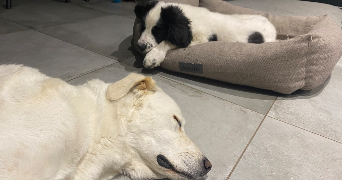 benjamin pet sitter à BORDEAUX 33300_3