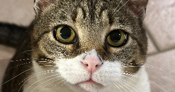 mariah pet sitter à BESSE SUR ISSOLE 83890_2