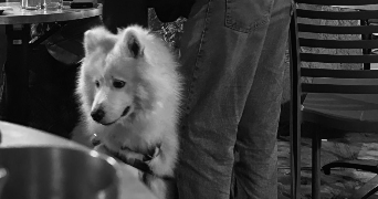 chloé pet sitter à PARIS 15 75015_0