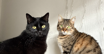 nancy pet sitter à NANCY 54000_5