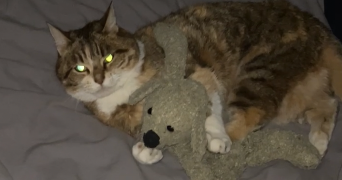 cynthia pet sitter à MONISTROL SUR LOIRE 43120_1
