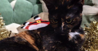 jade pet sitter à WASQUEHAL 59290_3