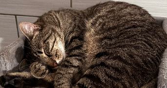 walaiphan pet sitter à DRANCY 93700_2