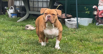 jade pet sitter à MERICOURT 62680_4