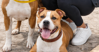 aurelie pet sitter à SERVAS 30340_4