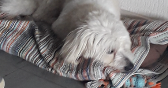 kevin  pet sitter à EPINAL 88000_4