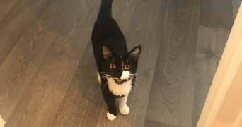 marie pet sitter à BOIS COLOMBES 92270_1