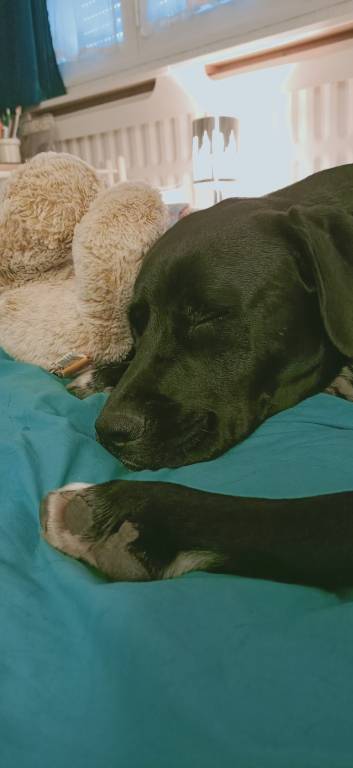 emiliejosse pet sitter à Courbevoie 92400_2
