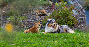 claudie pet sitter à MONTIVILLIERS 76290_4