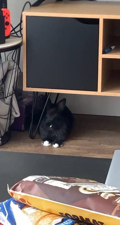 emma  pet sitter à Montceau-les-Mines 71300_1