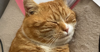 anaïs pet sitter à FRANCONVILLE 95130_3