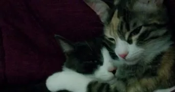 léna pet sitter à TOULOUSE 31400