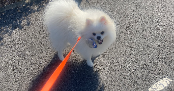 stéphanie pet sitter à LESQUIN 59810_7