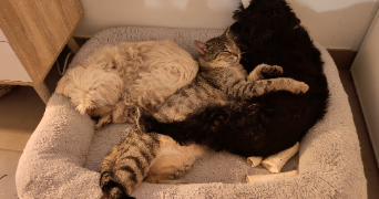 soélie pet sitter à MOUILLERON LE CAPTIF 85000_1