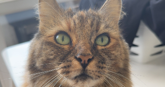manon pet sitter à CRETEIL 94000_0