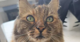 manon pet sitter à CRETEIL 94000