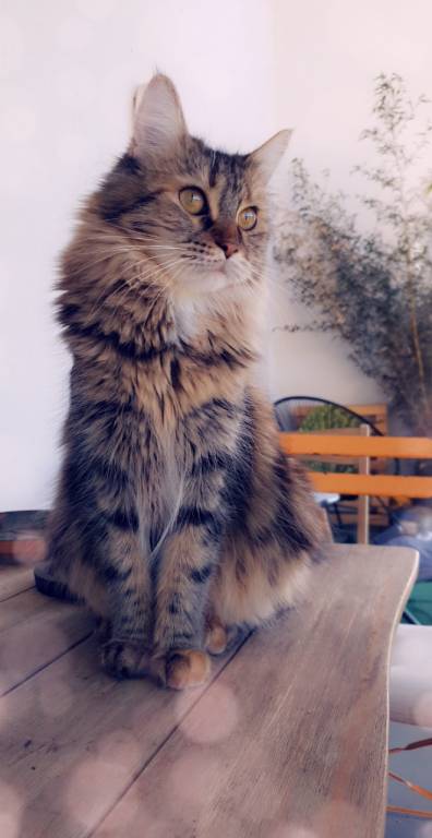 adrien pet sitter à Saint nolff 56250_4