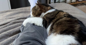 lou pet sitter à BORDEAUX 33000_2