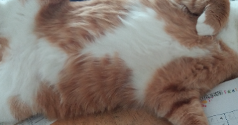 mireille pet sitter à PARIS 19 75019_3