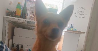 mélanie pet sitter à GEAUNE 40320_0