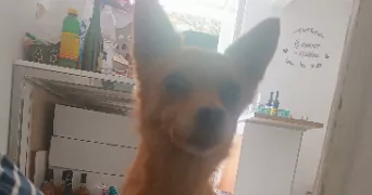 mélanie pet sitter à GEAUNE 40320