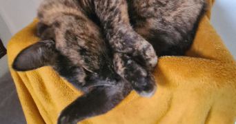 mathilde pet sitter à CARQUEFOU 44470_1