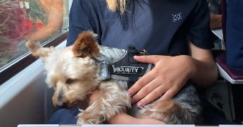 emma pet sitter à RENNES 35700_2