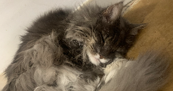 victoria pet sitter à MENTON 06500_1