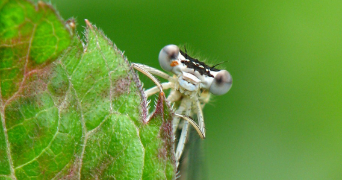 sophie pet sitter à ERAGNY 95610_0