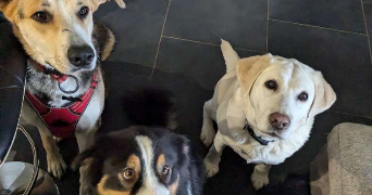 anthony pet sitter à GROSBREUIL 85440_6