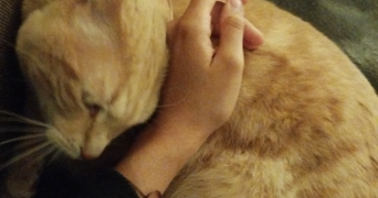 diane pet sitter à NEUILLY SUR MARNE 93330_3
