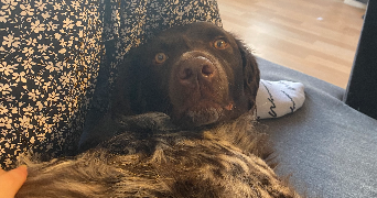 Eva pet sitter à Nancy 54000_10