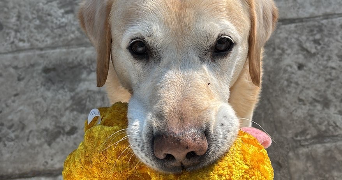 victoria dog sitter à LEVALLOIS PERRET 92300_1