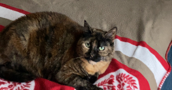rivière pet sitter à LIANCOURT 60140_2