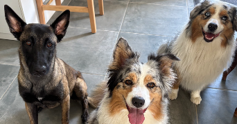 alicia pet sitter à ST HYMER 14130_1