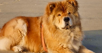 nina pet sitter à BIARRITZ 64200_5