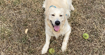 romane pet sitter à MONTPELLIER 34000_1