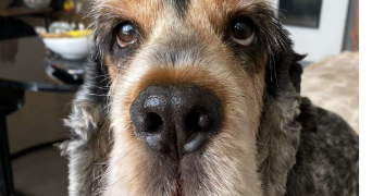 charly pet sitter à FONTAIN 25660_2