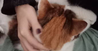 margot pet sitter à VENISSIEUX 69200_2