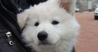 guillaume pet sitter à ST GERMAIN LAVAL 42260_0