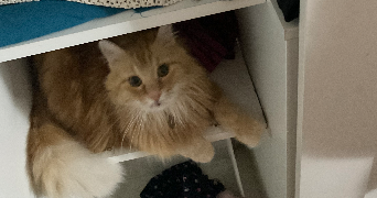 farah pet sitter à CHAMPIGNY SUR MARNE 94500_1