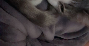 imen pet sitter à RAISMES 59590_0