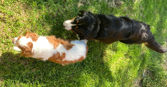 ethan pet sitter à LEVALLOIS PERRET 92300_8