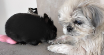 marie ange pet sitter à AIRAINES 80270_2