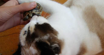 wafaa pet sitter à PARIS 16 75016_6