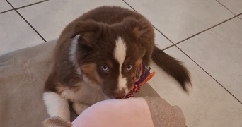 mégane pet sitter à LYON 09 69009_2